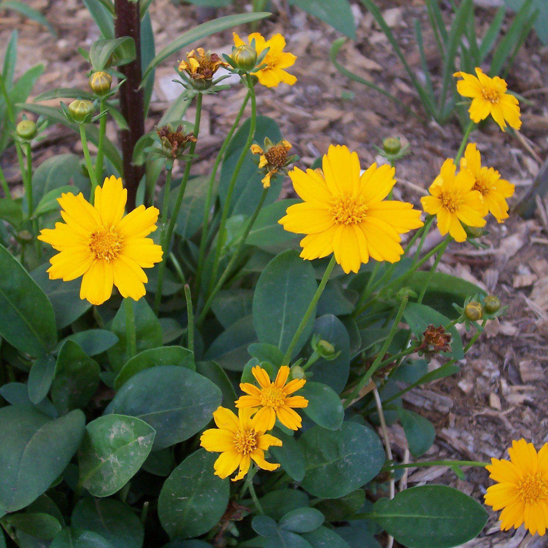 Coreopsis auriculata 'Nana' ~ Dwarf Tickseed-ServeScape
