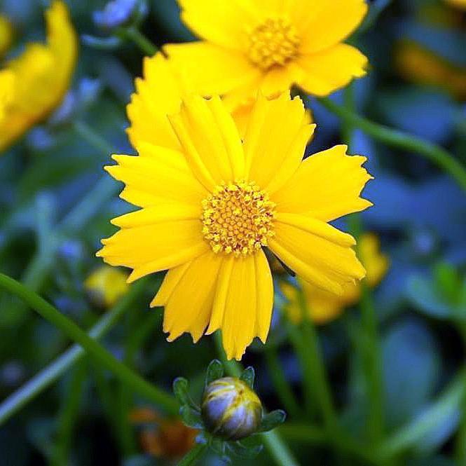 Coreopsis auriculata 'Nana' ~ Dwarf Tickseed-ServeScape