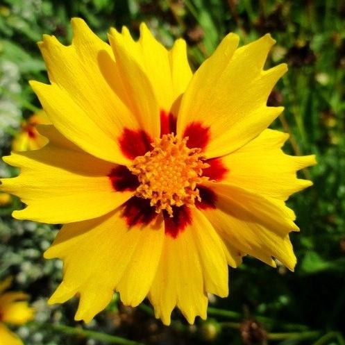 Coreopsis grandiflora 'DCORSOSB' ~ Solanna™ Sunset Burst Coreopsis-ServeScape