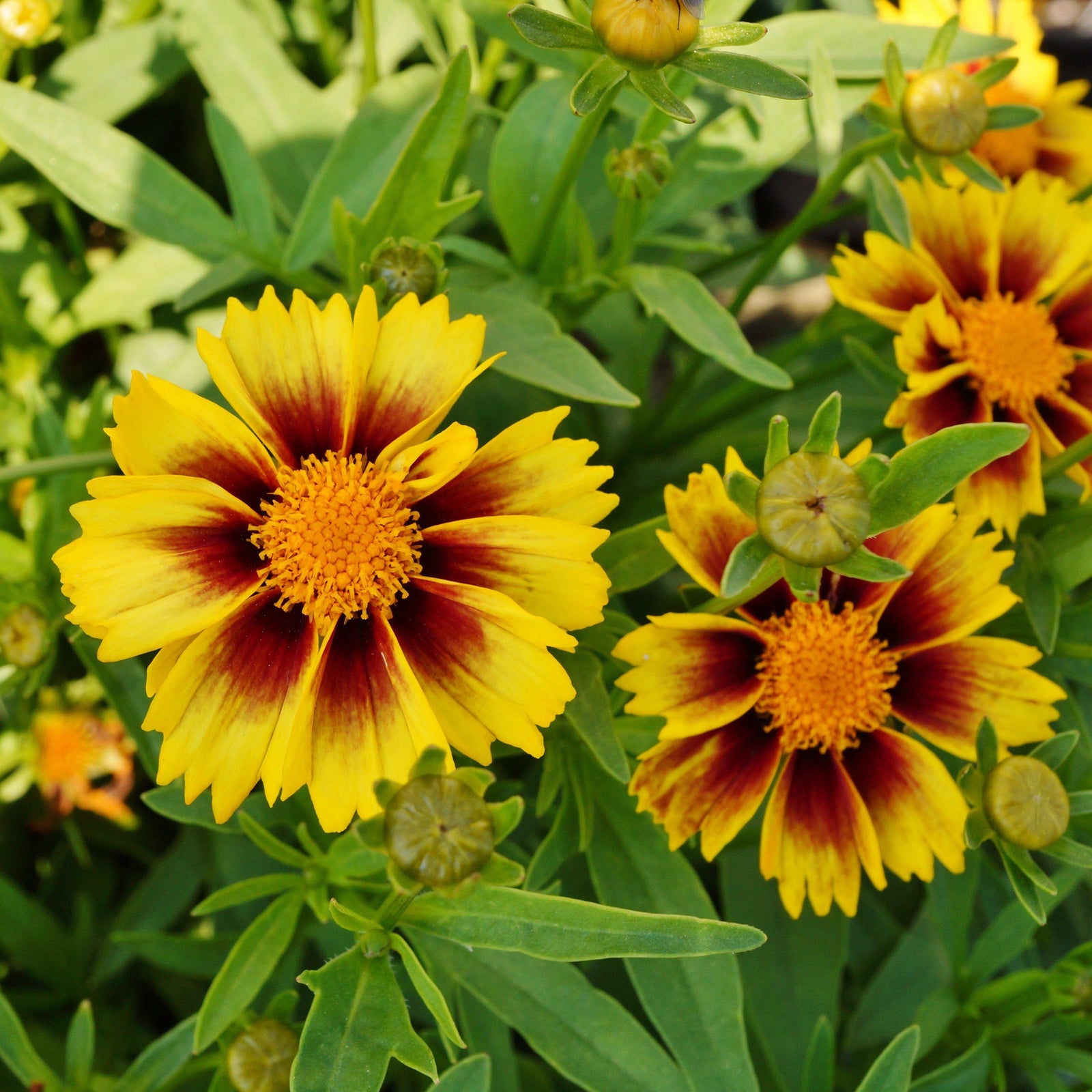 Coreopsis grandiflora 'DCORSOSB' ~ Solanna™ Sunset Burst Coreopsis-ServeScape