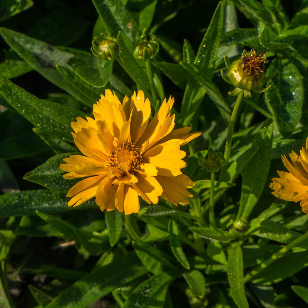 Coreopsis grandiflora 'Early Sunrise' ~ Early Sunrise Giant Tickseed-ServeScape