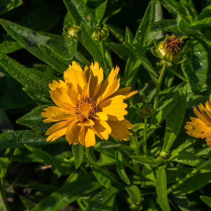 Coreopsis grandiflora 'Early Sunrise' ~ Early Sunrise Giant Tickseed-ServeScape