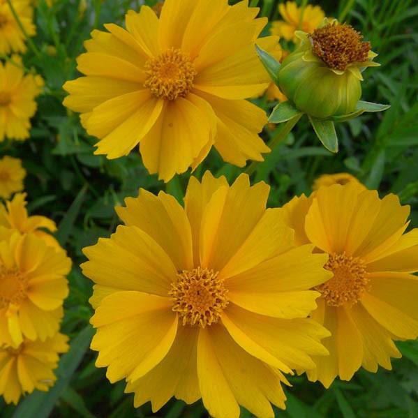 Coreopsis grandiflora 'Sun Up' ~ Sun Up Tickseed-ServeScape