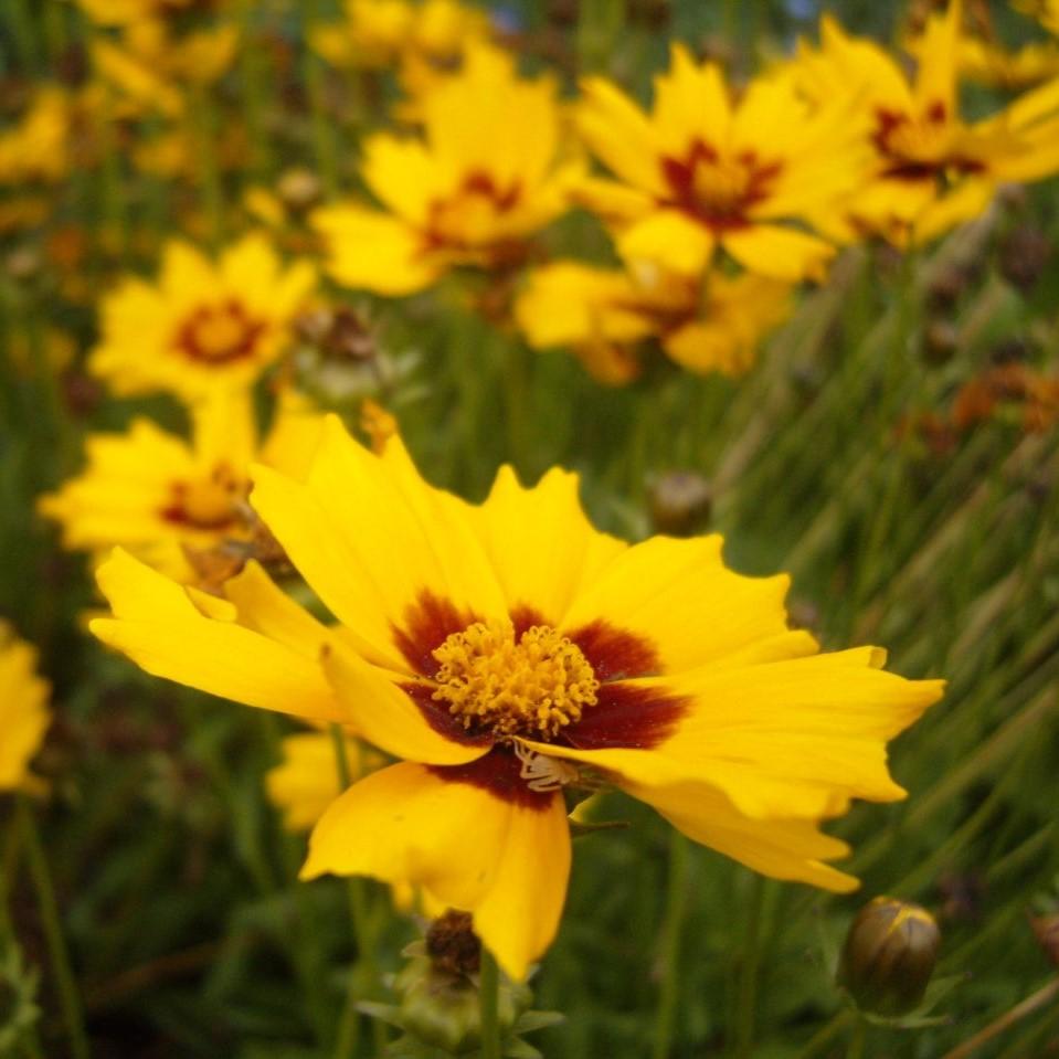 Coreopsis grandiflora 'SunKiss' ~ Sunkiss Tickseed-ServeScape