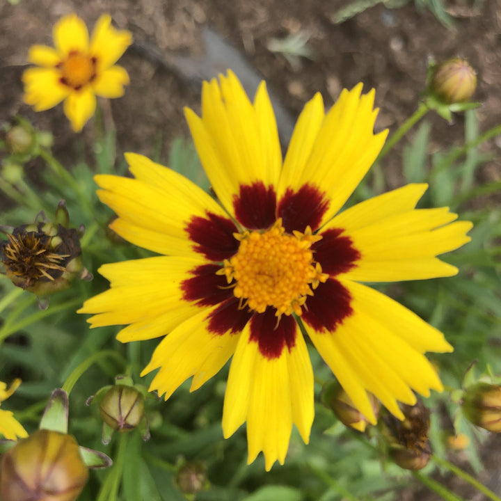 Coreopsis grandiflora 'SunKiss' ~ Sunkiss Tickseed-ServeScape