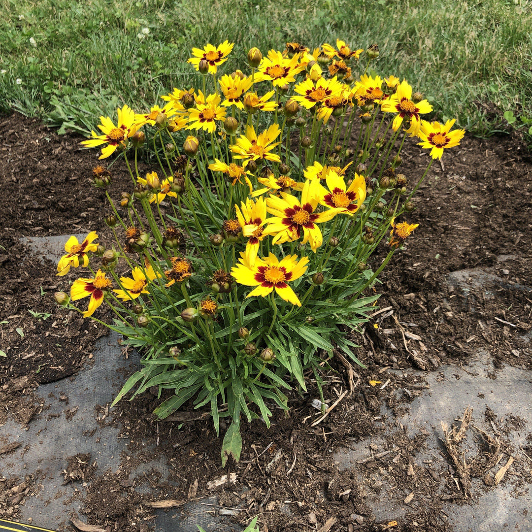 Coreopsis grandiflora 'SunKiss' ~ Sunkiss Tickseed-ServeScape
