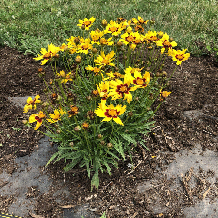 Coreopsis grandiflora 'SunKiss' ~ Sunkiss Tickseed-ServeScape