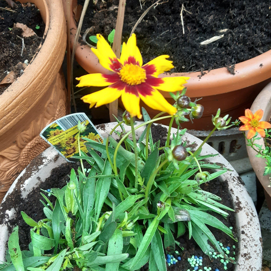 Coreopsis grandiflora 'SunKiss' ~ Sunkiss Tickseed-ServeScape