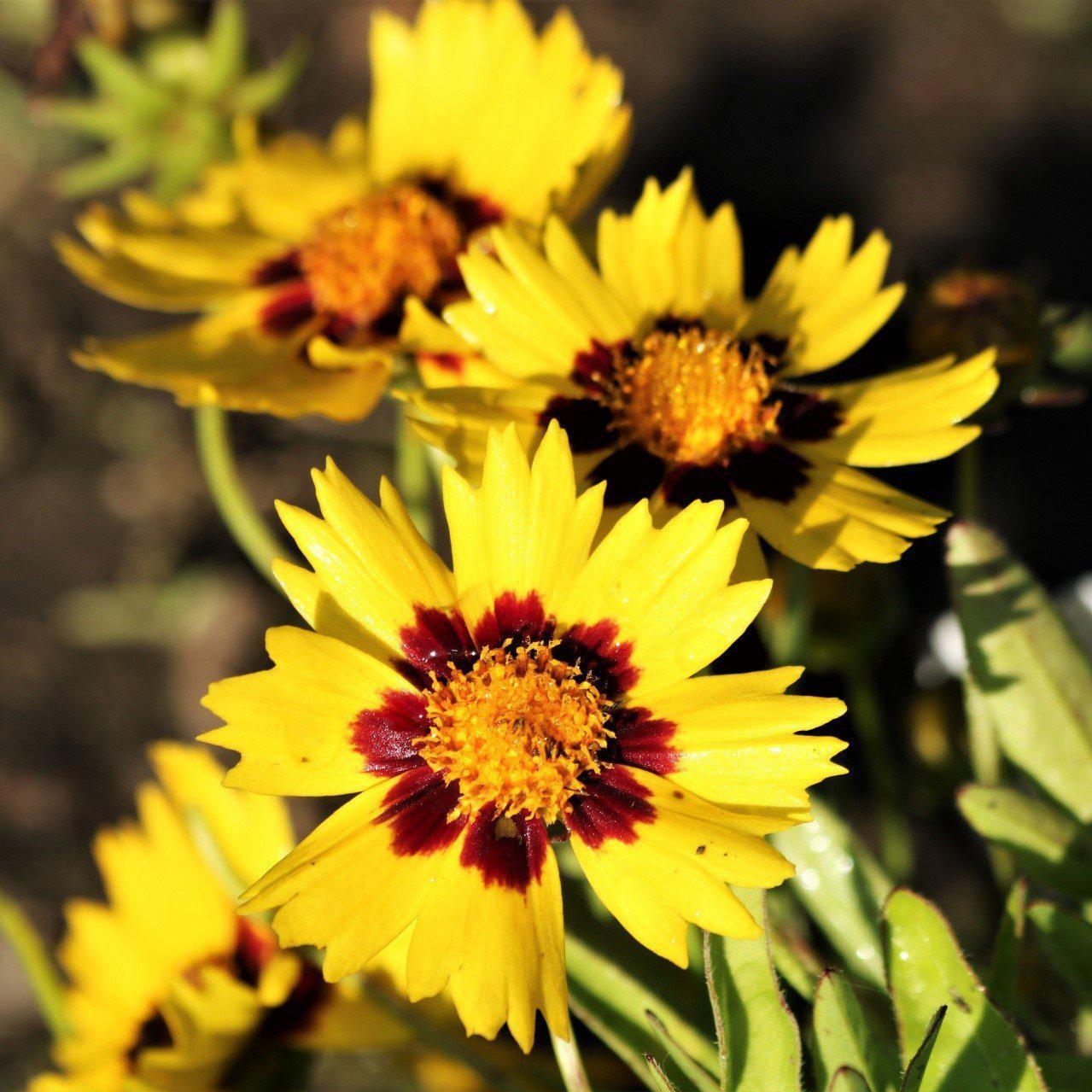Coreopsis grandiflora 'SunKiss' ~ Sunkiss Tickseed - Delivered By ServeScape