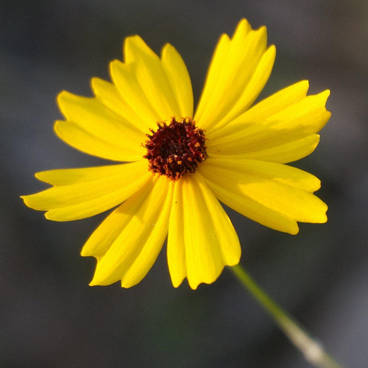 Coreopsis palustris 'Summer Sunshine' ~ Summer Sunshine Tickseed, Coreopsis-ServeScape