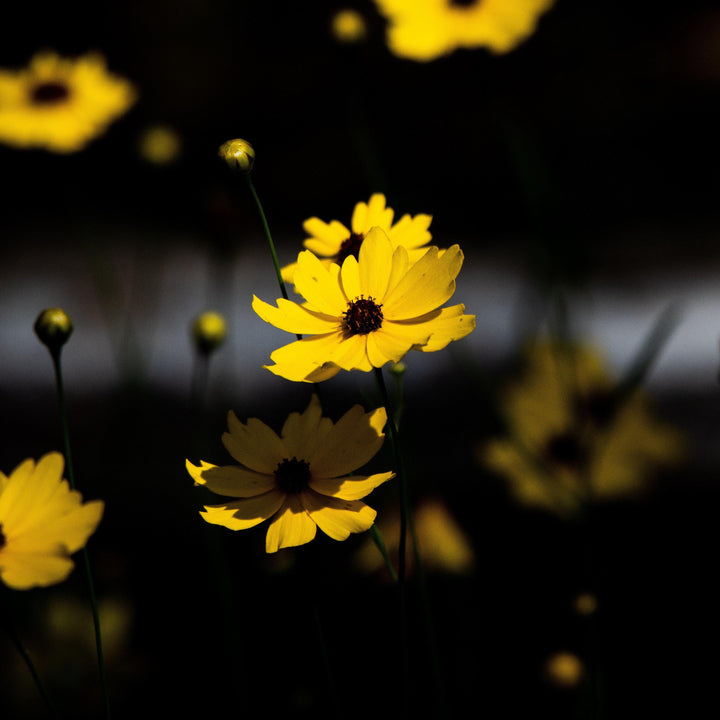 Coreopsis palustris 'Summer Sunshine' ~ Summer Sunshine Tickseed, Coreopsis-ServeScape