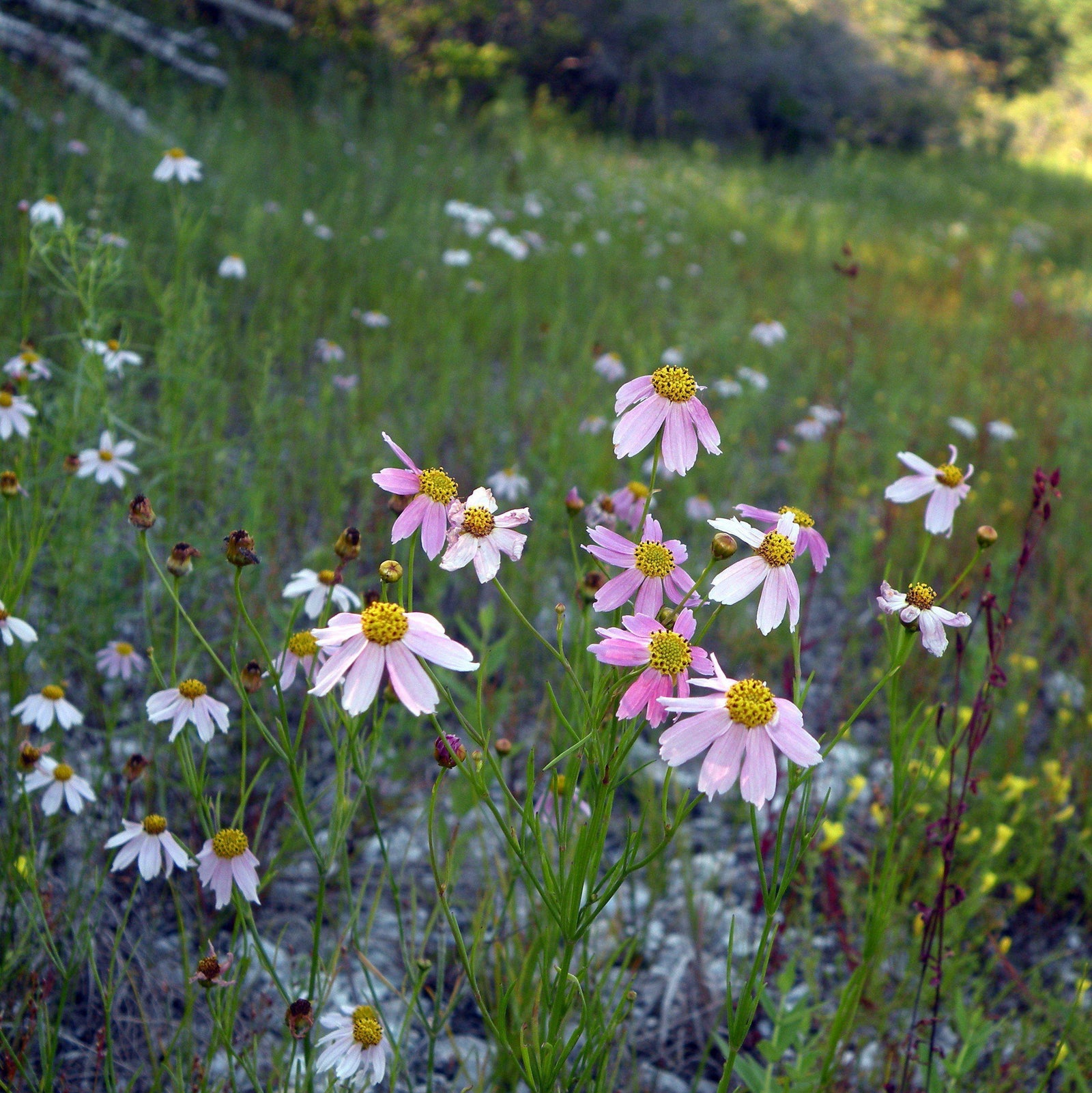 Coreopsis rosea 'American Dream' ~ American Dream Tickseed, Coreopsis-ServeScape