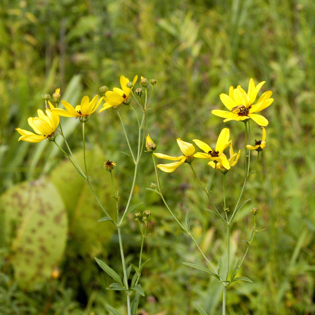 Coreopsis tripteris 'Gold Standard' ~ Gold Standard Tall Tickseed-ServeScape