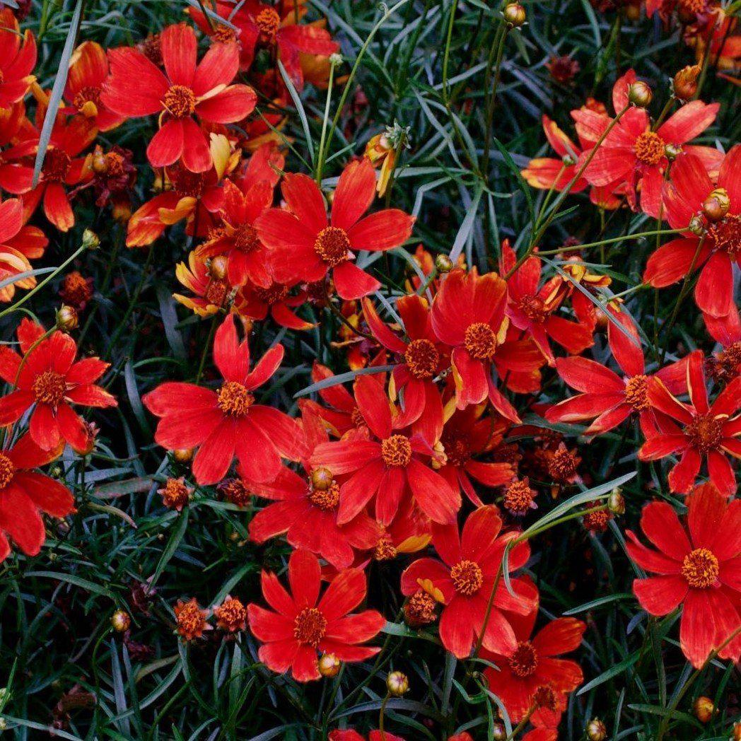 Coreopsis verticillata 'Broad Street' pp24598 ~ Cruizin™ Broad Street Coreopsis