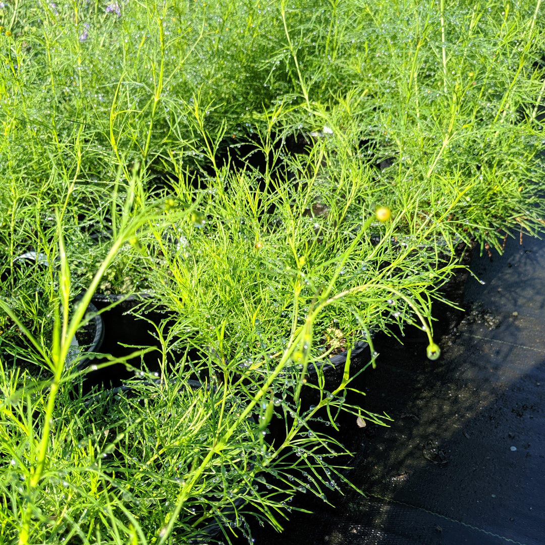 Coreopsis verticillata ‘Electric Avenue’ PP24,688 ~ Mayo Clinic Flower of Hope™ Coreopsis-ServeScape