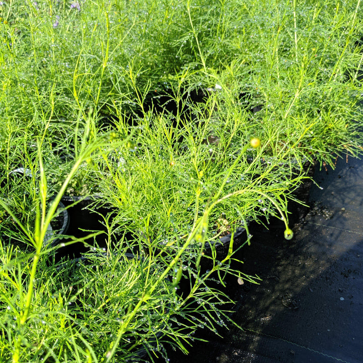Coreopsis verticillata ‘Electric Avenue’ PP24,688 ~ Mayo Clinic Flower of Hope™ Coreopsis-ServeScape