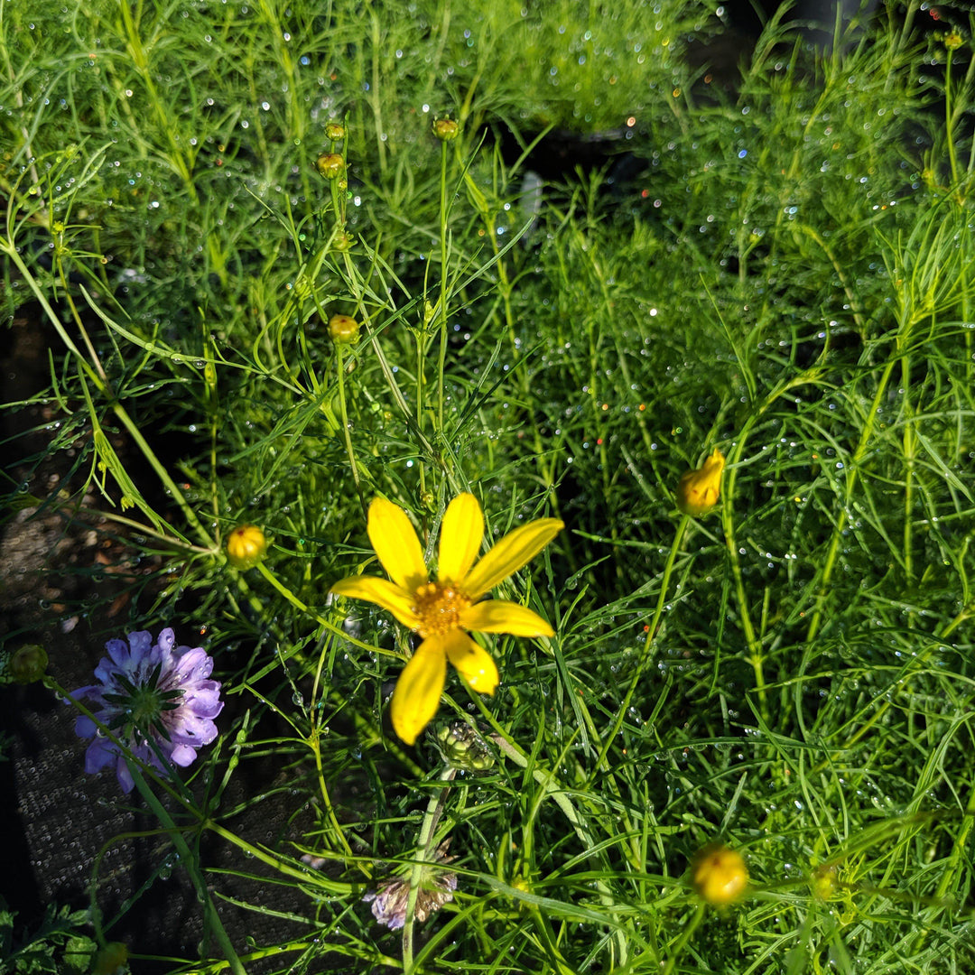 Coreopsis verticillata ‘Electric Avenue’ PP24,688 ~ Mayo Clinic Flower of Hope™ Coreopsis-ServeScape