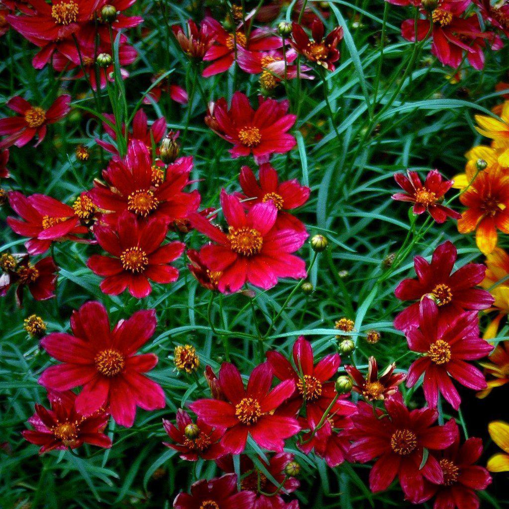 Coreopsis verticillata 'Main Street' pp24562 ~ Cruizin™ 'Main Street' Coreopsis