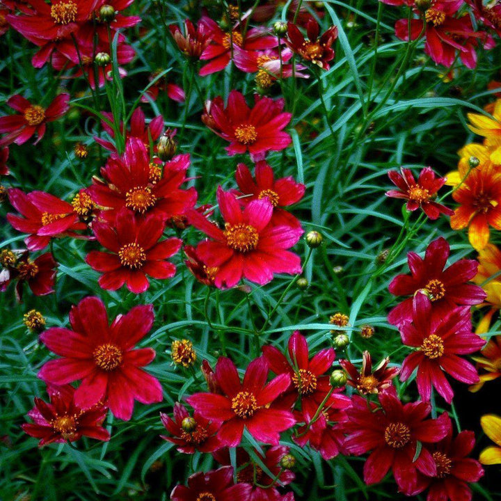 Coreopsis verticillata 'Main Street' pp24562 ~ Cruizin™ 'Main Street' Coreopsis