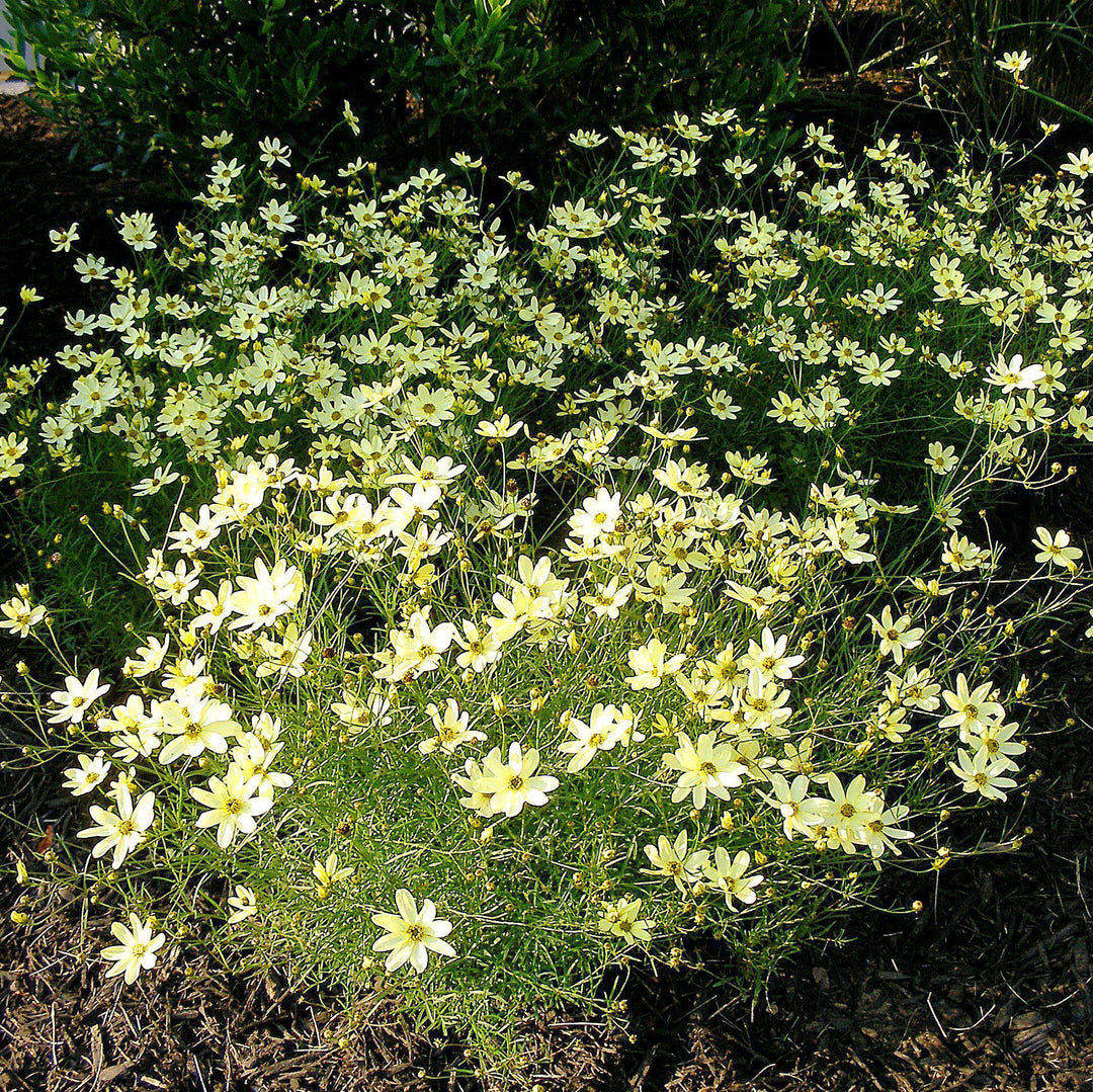 Coreopsis verticillata 'Moonbeam' ~ Moonbeam threadleaf coreopsis-ServeScape