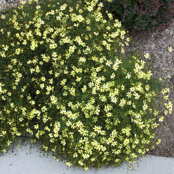 Coreopsis verticillata 'Moonbeam' ~ Moonbeam threadleaf coreopsis-ServeScape