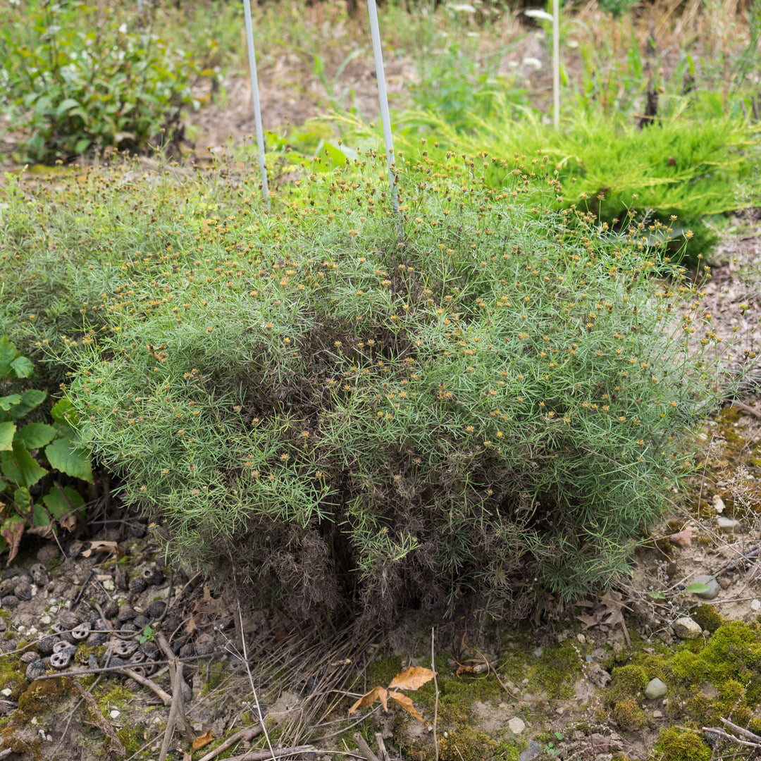 Coreopsis verticillata 'Moonbeam' ~ Moonbeam threadleaf coreopsis-ServeScape