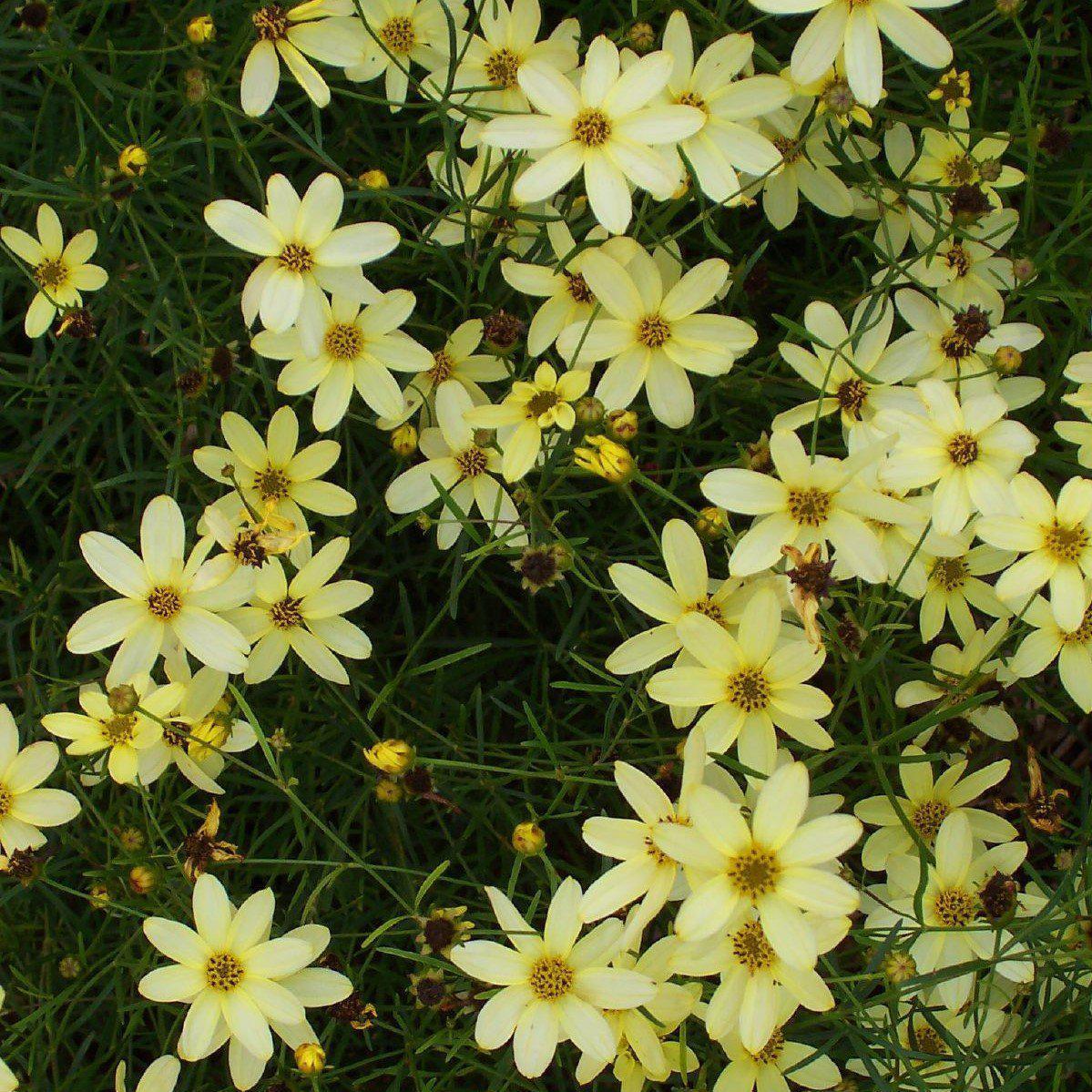 Coreopsis verticillata 'Moonbeam' ~ Moonbeam threadleaf coreopsis - Delivered By ServeScape