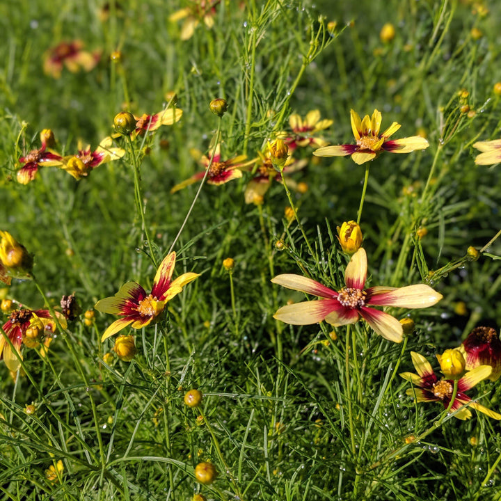 Coreopsis verticillata 'Route 66' pp20609 ~ Cruizin™ Route 66 Coreopsis