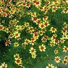 Coreopsis verticillata 'Route 66' pp20609 ~ Cruizin™ Route 66 Coreopsis