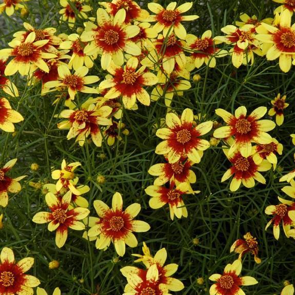 Coreopsis verticillata 'Route 66' pp20609 ~ Cruizin™ Route 66 Coreopsis
