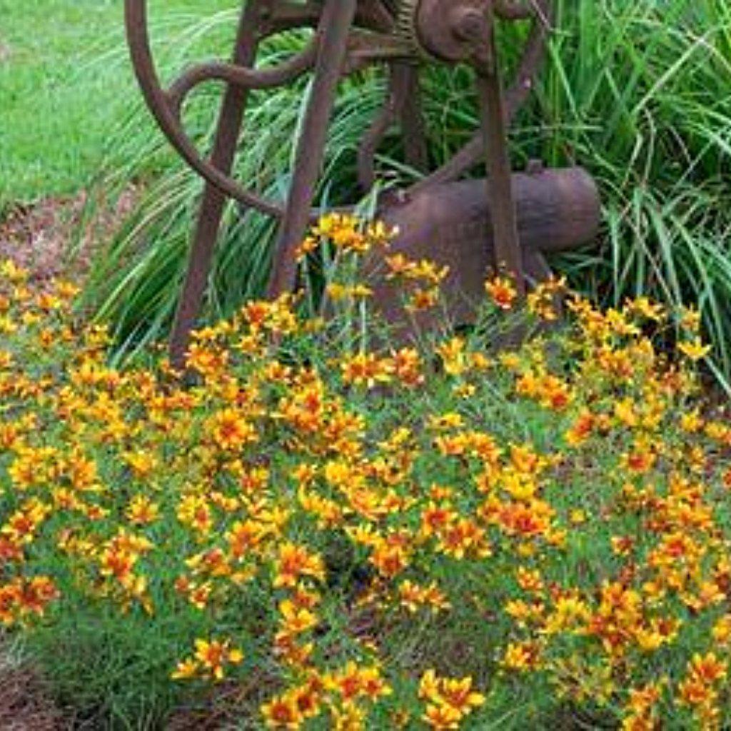 Coreopsis verticillata 'Sunset Strip' ~ Cruizin™ Sunset Strip Coreopsis
