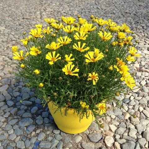 Coreopsis x 'Citrine' ~ Citrine Tickseed-ServeScape