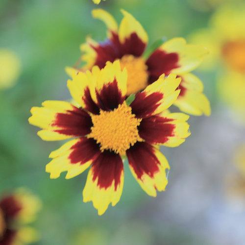 Coreopsis x 'Cosmic Eye' ~ Big Bang™ Cosmic Eye Tickseed - Delivered By ServeScape