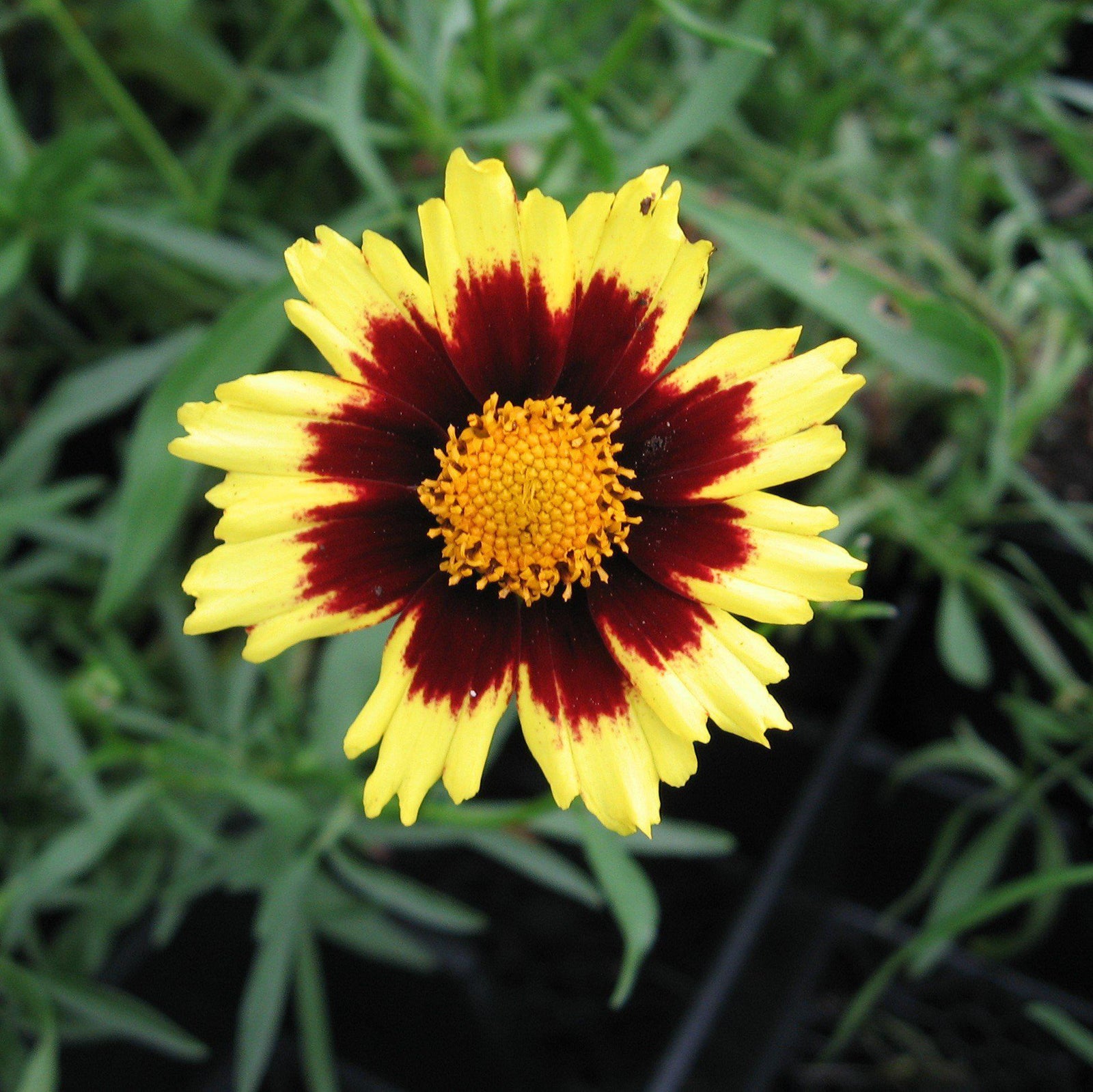Coreopsis x 'Cosmic Eye' ~ Big Bang™ Cosmic Eye Tickseed-ServeScape