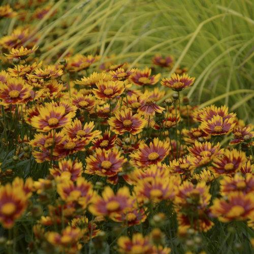 Coreopsis x 'Daybreak' ~ Li'l Bang™ Daybreak Tickseed - Delivered By ServeScape