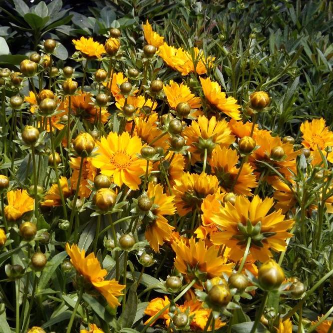 Coreopsis x 'Jethro Tull' pp18789 ~ Jethro Till Fluted Coreopsis
