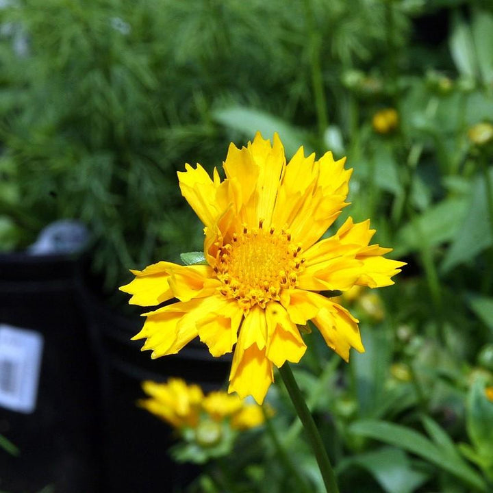 Coreopsis x 'Jethro Tull' pp18789 ~ Jethro Till Fluted Coreopsis