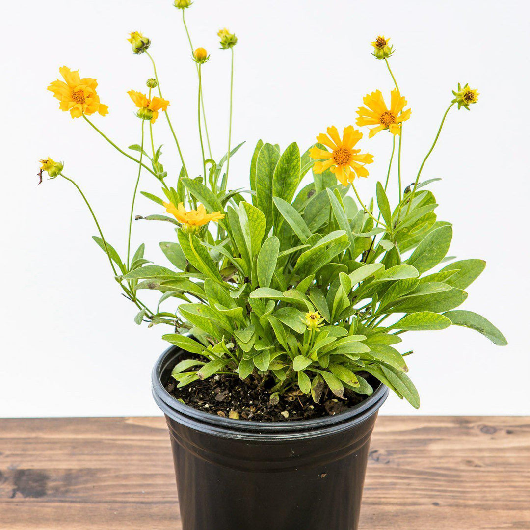 Coreopsis x 'Jethro Tull' pp18789 ~ Jethro Till Fluted Coreopsis