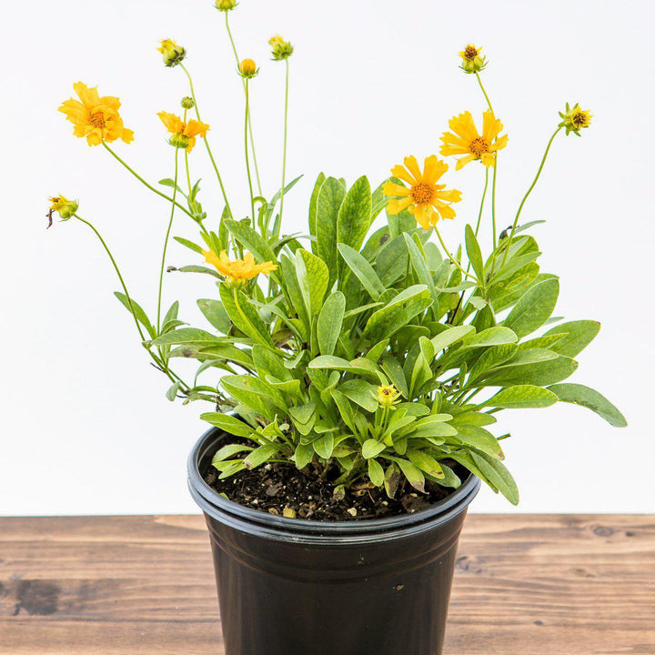 Coreopsis x 'Jethro Tull' pp18789 ~ Jethro Till Fluted Coreopsis