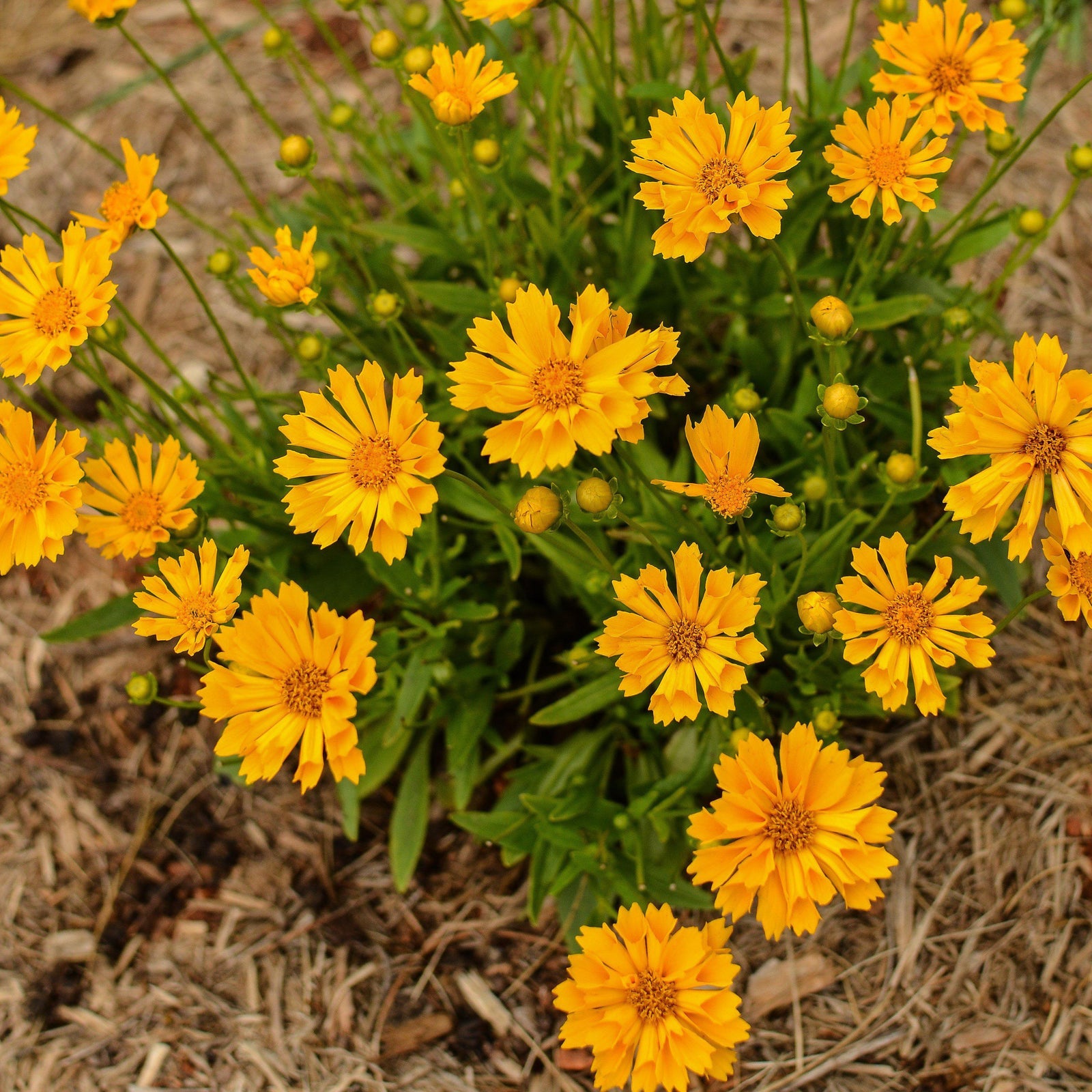 Coreopsis x 'Jethro Tull' pp18789 ~ Jethro Till Fluted Coreopsis
