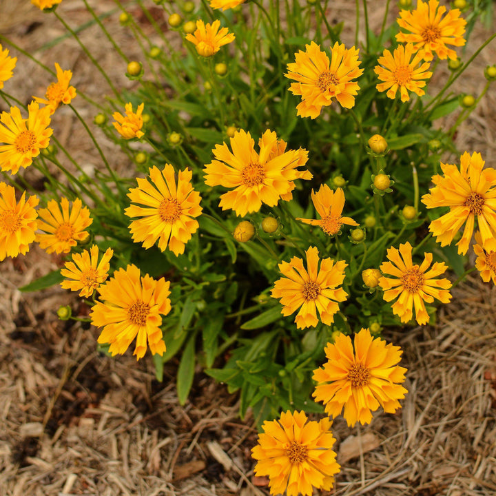 Coreopsis x 'Jethro Tull' pp18789 ~ Jethro Till Fluted Coreopsis