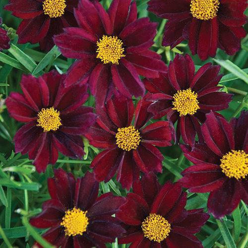 Coreopsis x 'Mercury Rising' ~ Mercury Rising Tickseed - Delivered By ServeScape
