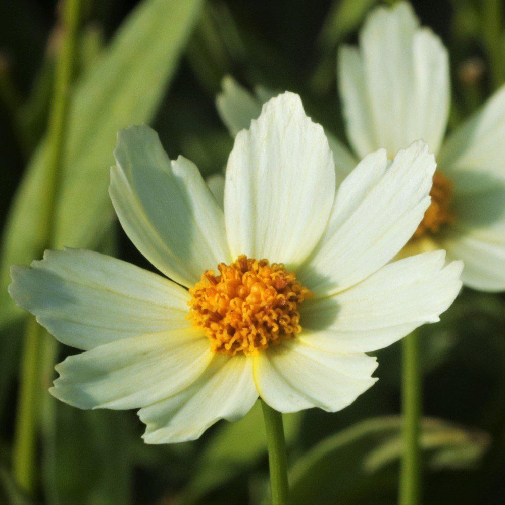 Coreopsis x 'Polaris' <r> Polaris Tickseed - Delivered By ServeScape
