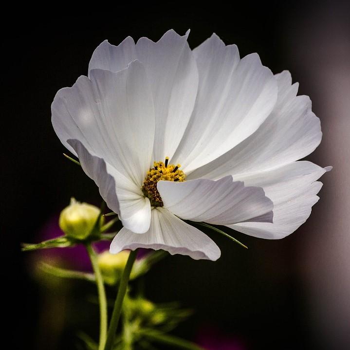 Coreopsis x 'Polaris' ~ Polaris Tickseed-ServeScape
