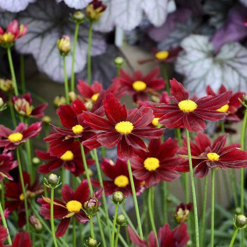 Coreopsis x 'Red Elf' ~ Li'l Bang™ Red Elf Tickseed - Delivered By ServeScape