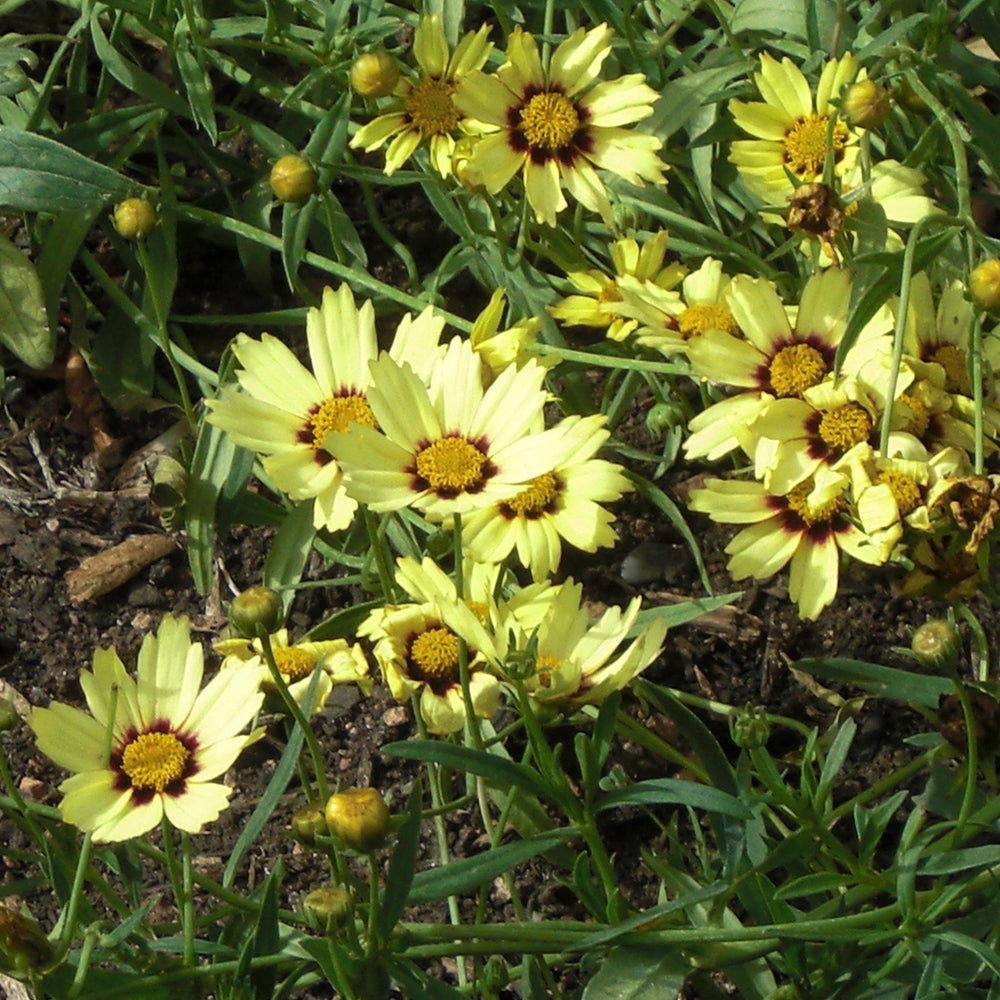Coreopsis x 'Redshift' ~ Redshift Tickseed-ServeScape