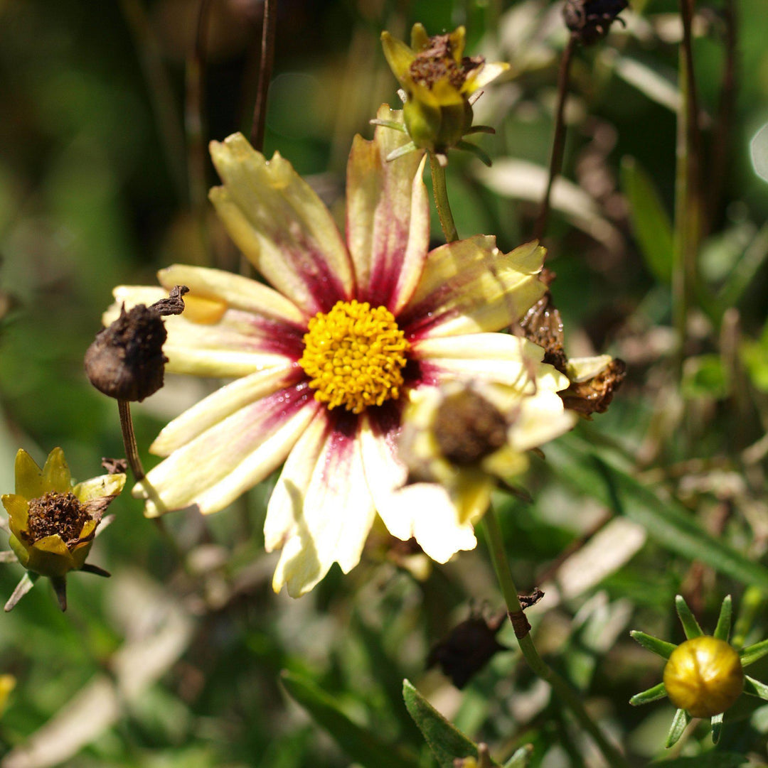 Coreopsis x 'Redshift' ~ Redshift Tickseed-ServeScape
