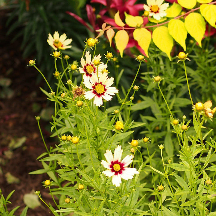 Coreopsis x 'Redshift' ~ Redshift Tickseed-ServeScape