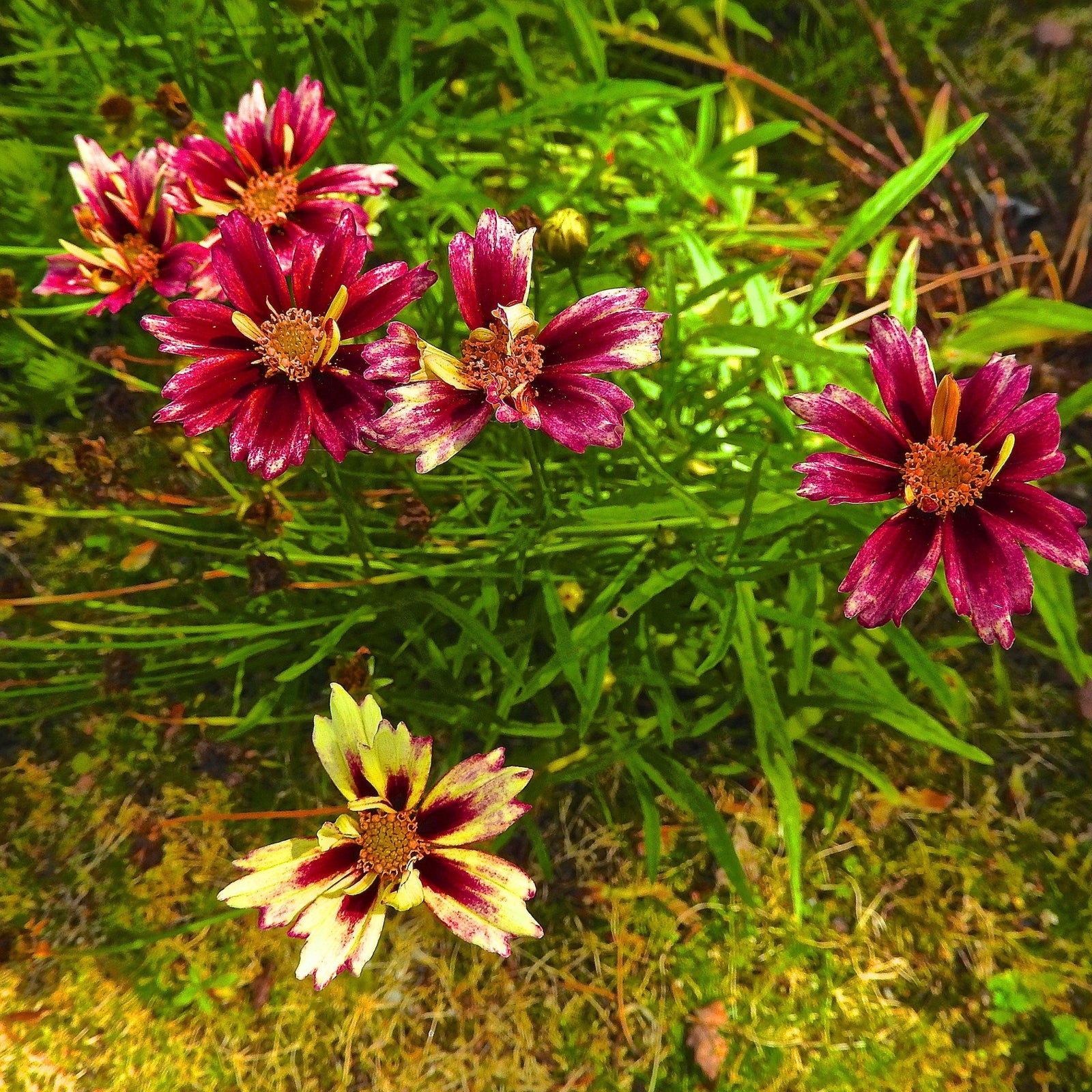 Coreopsis x 'Redshift' ~ Redshift Tickseed-ServeScape