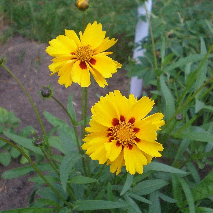 Coreopsis x 'Tequila Sunrise' ~ Tequila Sunrise Tickseed-ServeScape
